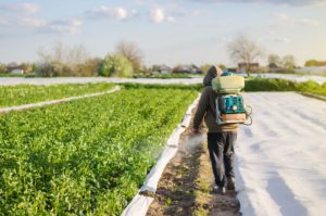 Male farmer with a mist sprayer processes potato bushes with chemicals.